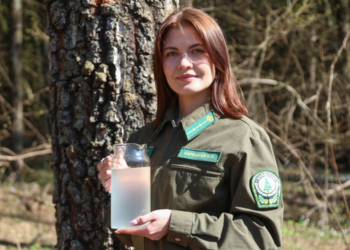 Берёзовый сок по правилам: как в Нестановичском лесничестве собирают 100 тонн весеннего напитка