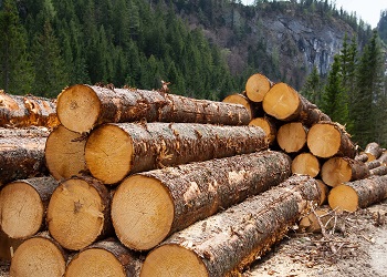 Памятка о порядке реализации древесины населению